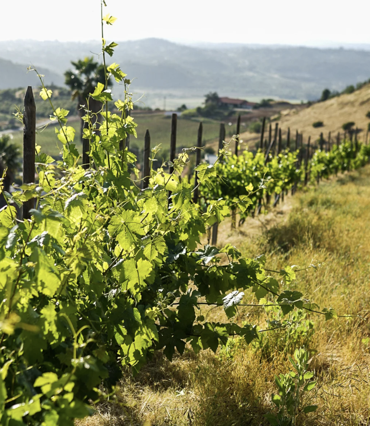 Long stretch of very green vineyards