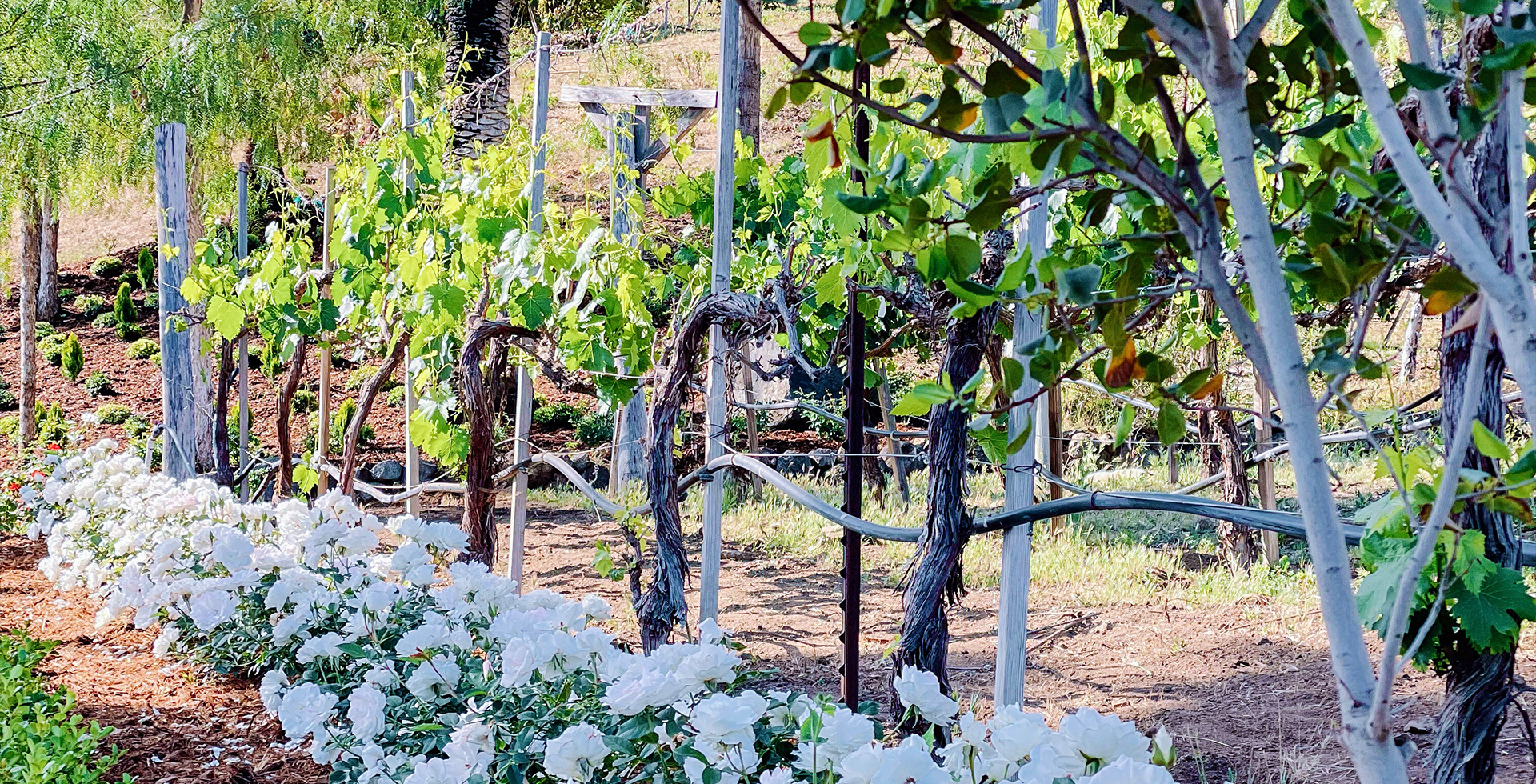 Bandy Canyon GrapeVines