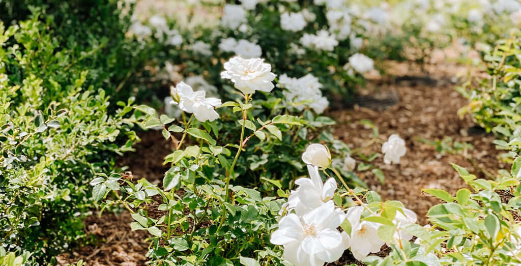 Close up of white roses found in front of the Bandy Canyon Ranch
