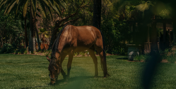 Horse grazign on one of the grass areas in Bandy Canyon Ranch